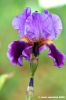 girdino_iris05