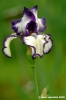 girdino_iris07
