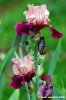 girdino_iris09