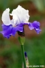girdino_iris10