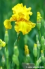 girdino_iris12