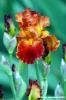 girdino_iris13