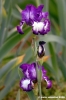 girdino_iris14