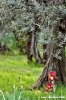girdino_iris18