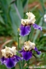 girdino_iris23