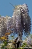 glicine2
