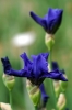iris01
