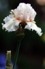 iris02