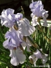 iris02_070424