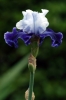 iris03