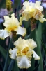 iris04