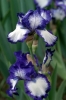 iris05