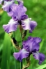 iris06