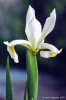 iris064
