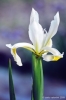 iris065