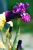 iris07