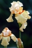 iris09