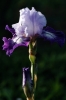 iris12