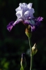 iris13
