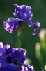 iris15