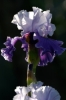 iris16