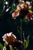 iris17