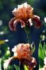 iris18