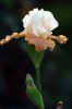 iris19