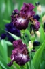 iris20