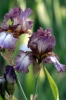 iris22