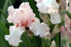 iris23