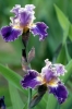 iris25