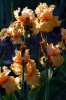 iris28