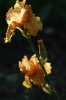 iris29
