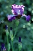 iris30