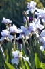 iris31