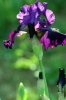 iris33