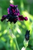 iris34