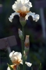 iris35