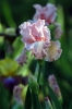 iris37