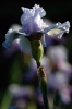 iris38
