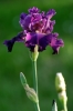 iris39