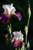 iris40
