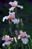 iris42