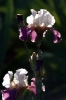 iris43