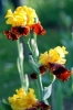 iris44