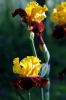 iris45