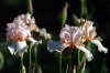 iris46