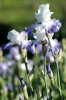 iris47