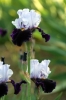 iris48